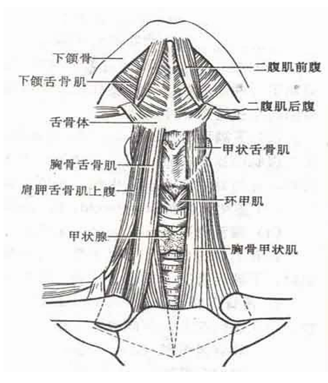 喉外肌群